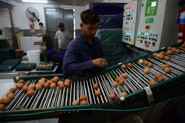 HUEVOS. Córdoba contribuirá con 630 mil huevos a la primera exportación asociada.