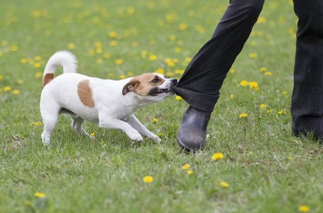 Perros y mordeduras: por qué no existen razas peligrosas según la ciencia.