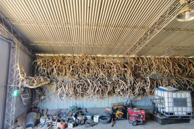 Allanaron el campo de un cordobés en La Pampa: secuestran más de mil trofeos de caza y animales embalsamados