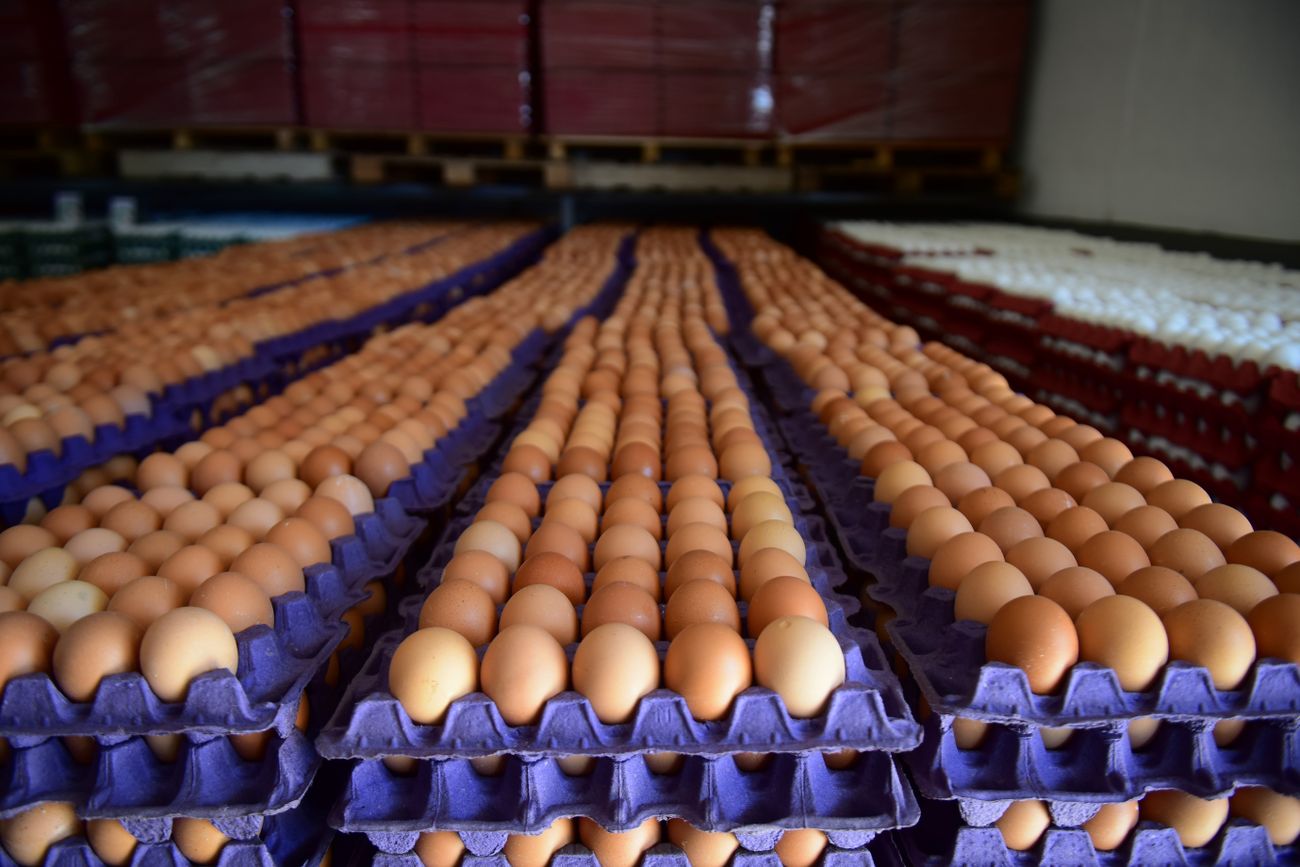 HUEVOS. Córdoba contribuirá con 630 mil huevos a la primera exportación asociada.