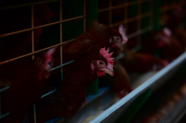 HUEVOS. Córdoba contribuirá con 630 mil huevos a la primera exportación asociada.