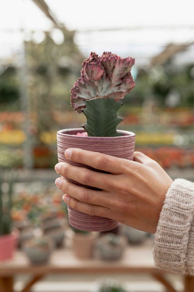 Aunque son especies totalmente diferentes en su origen filogenético y composición química, muchas plantas reciben el nombre de malamadre por una interpretación antropomórfica de su reproducción.