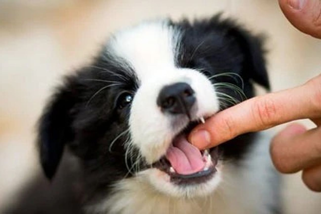 Perros y mordeduras: por qué no existen razas peligrosas según la ciencia.