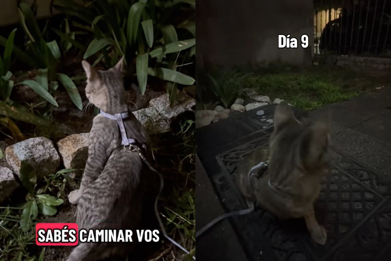 La gata.