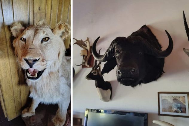 Allanaron el campo de un cordobés en La Pampa: secuestran más de mil trofeos de caza y animales embalsamados