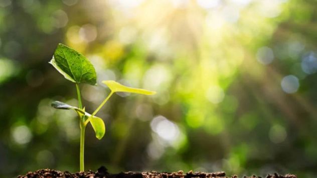 La exposición a la luz puede fortalecer la estructura interna de las plantas, pero también limitar su crecimiento al reducir la expansión de sus tejidos.