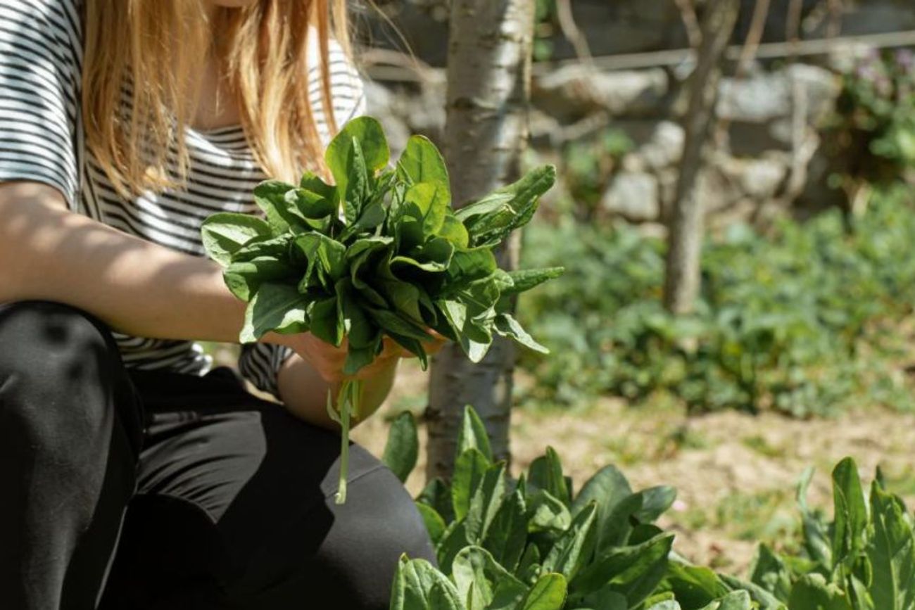 Las verduras que podés plantar en la huerta de tu casa este otoño 2026 