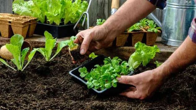 Las verduras de hoja verde, como la lechuga y la rúcula, son las más elegidas para empezar una huerta en casa durante el otoño.