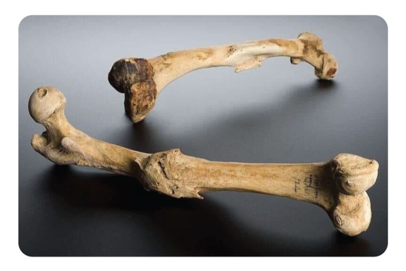 Un femur "soldado", el primer indicio de una civilización humana según la antropóloga Margaret Mead. (La Voz)