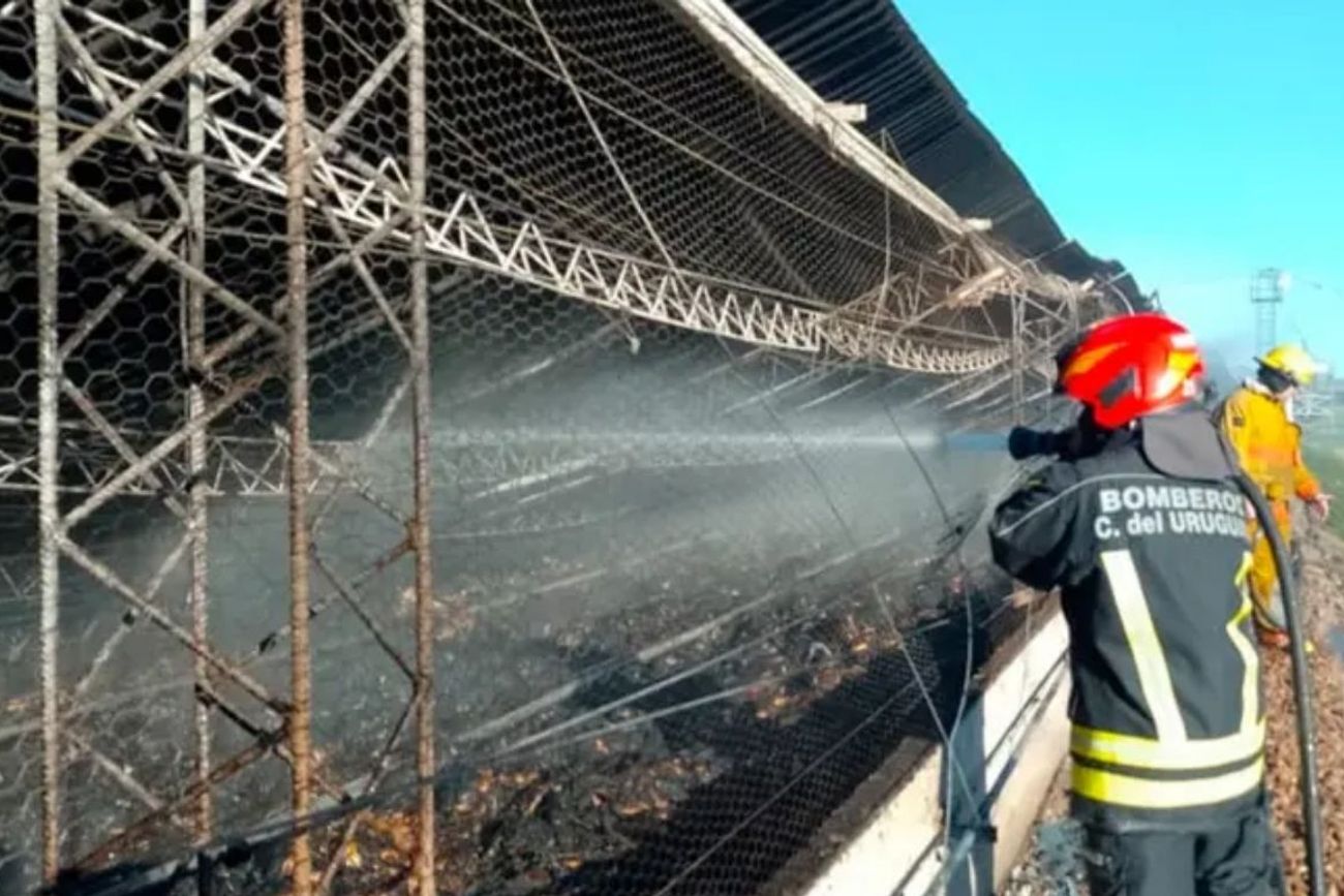 Incendio en galpón con gallinas: colapsó el techo y murieron cientos de aves.