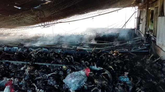 Incendio en galpón con gallinas: colapsó el techo y murieron cientos de aves.