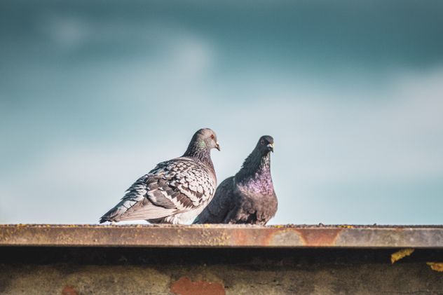 Según el Feng Shui: qué significa que una paloma haga un nido en tu casa.