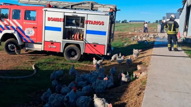 Incendio en galpón con gallinas: colapsó el techo y murieron cientos de aves.