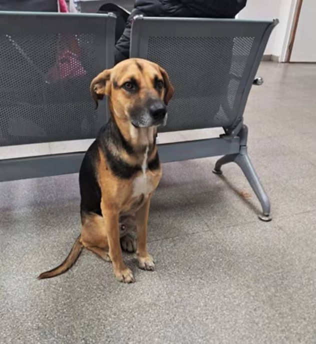 La historia de Arturo, el perro que esperó a su amo muerto en La Calera.