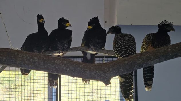 El Parque de la Biodiversidad trasladó a cinco muitúes a la reserva de Corrientes.