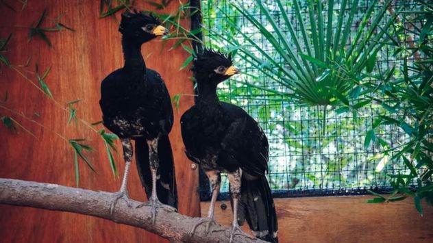 El Parque de la Biodiversidad trasladó a cinco muitúes a la reserva de Corrientes.
