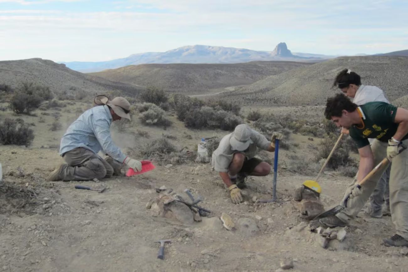 Chubut: descubrieron una nueva especie de dinosaurio que habitó la Patagonia hace 160 millones de años