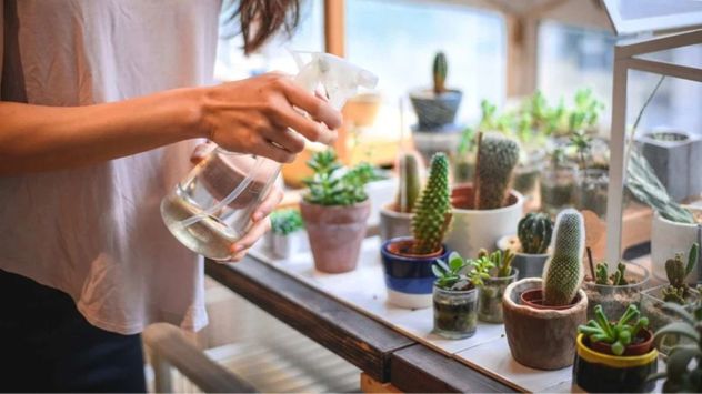 Las suculentas almacenan agua en sus hojas, por lo que necesitan riegos espaciados y un sustrato con buen drenaje para evitar el exceso de humedad.