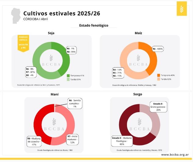 ESTADO FENÓLOGICO. Como se encuentran la soja, el maíz, el maní y el sorgo.