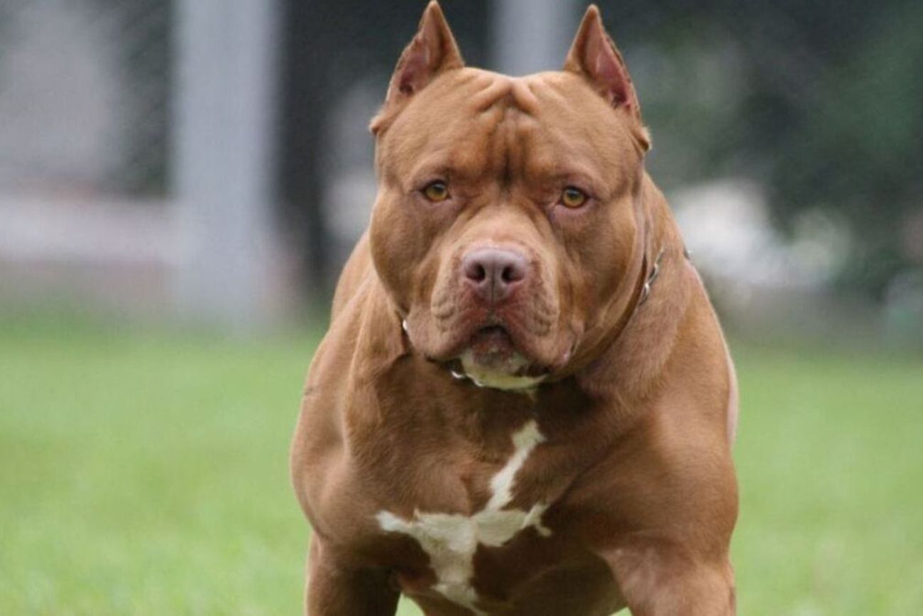 Un niño  fue atacado por un pitbull