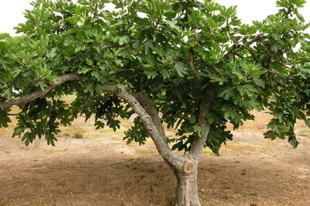 Cuidado en casa: la planta común que puede generar plagas si no se mantiene bien.