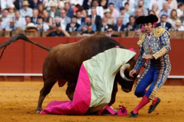 Un torero español sufrió una cornada en el recto: tiene una perforación de 10 cm y su pronóstico es "muy grave"