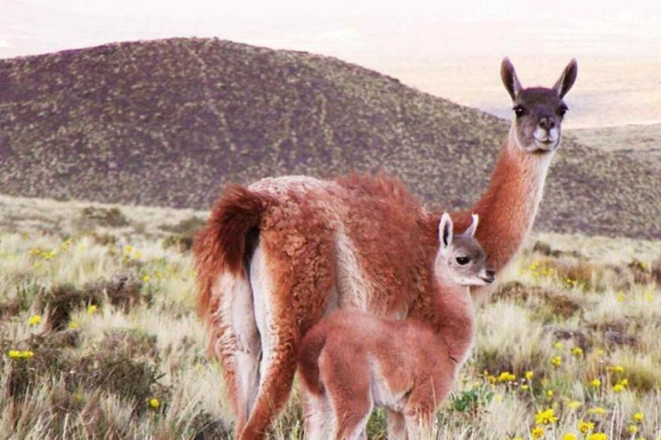 Carne de guanaco: propusieron ampliar su venta en todo el país como alternativa al consumo