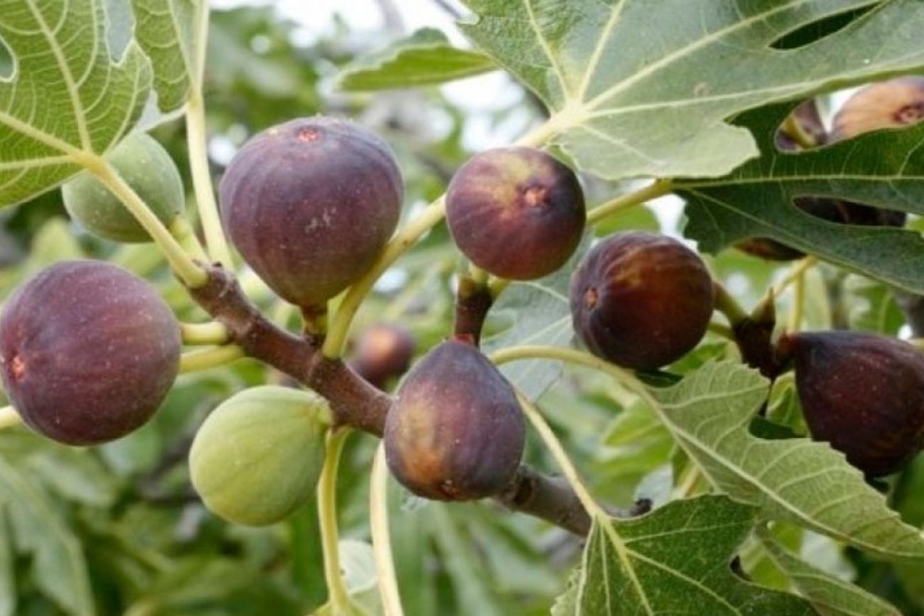 Cuidado: esta planta es común y puede generar plagas si no se mantiene bien