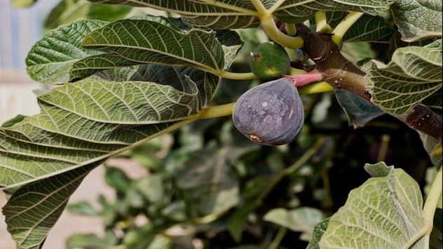Cuidado en casa: la planta común que puede generar plagas si no se mantiene bien.