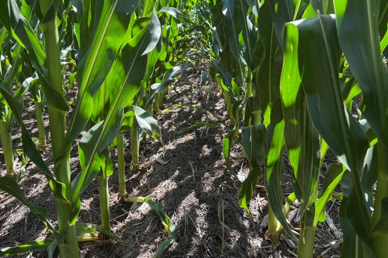 RESULTADOS. En maíz, el 60-70% de las emisiones provienen de la fertilización nitrogenada, por lo que herramientas como la fertilización variable se perfilan como estrategias para bajar la huella C del cultivo