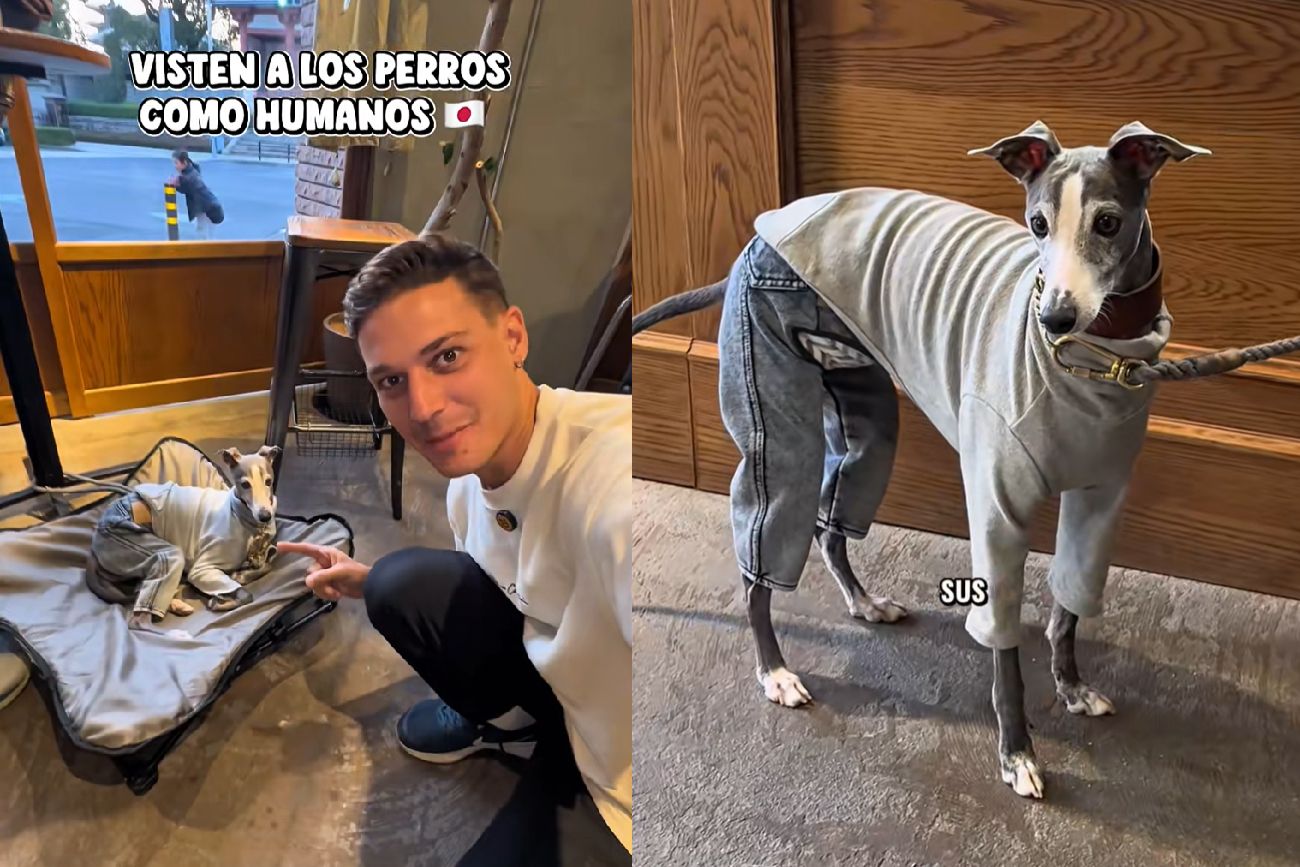 Viven mejor que nosotros: un argentino mostró cómo tratan a los perros en Japón y se viralizó