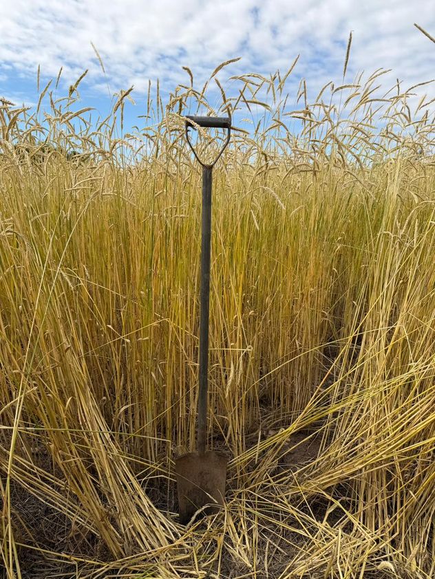 AMBIENTE. Los resultados obtenidos por la Chacra Aapresid marcan una hoja de ruta: mejorar la eficiencia en el uso de insumos es clave para seguir reduciendo la huella. 