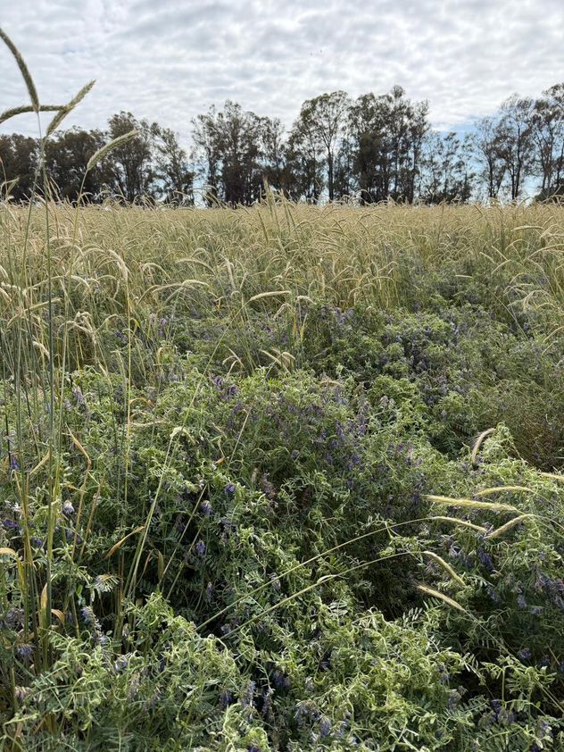 ASOCIADOS. Los planteos que incorporaron cultivos de servicio y mantuvieron el suelo cubierto durante más tiempo lograron mejores balances de carbono.