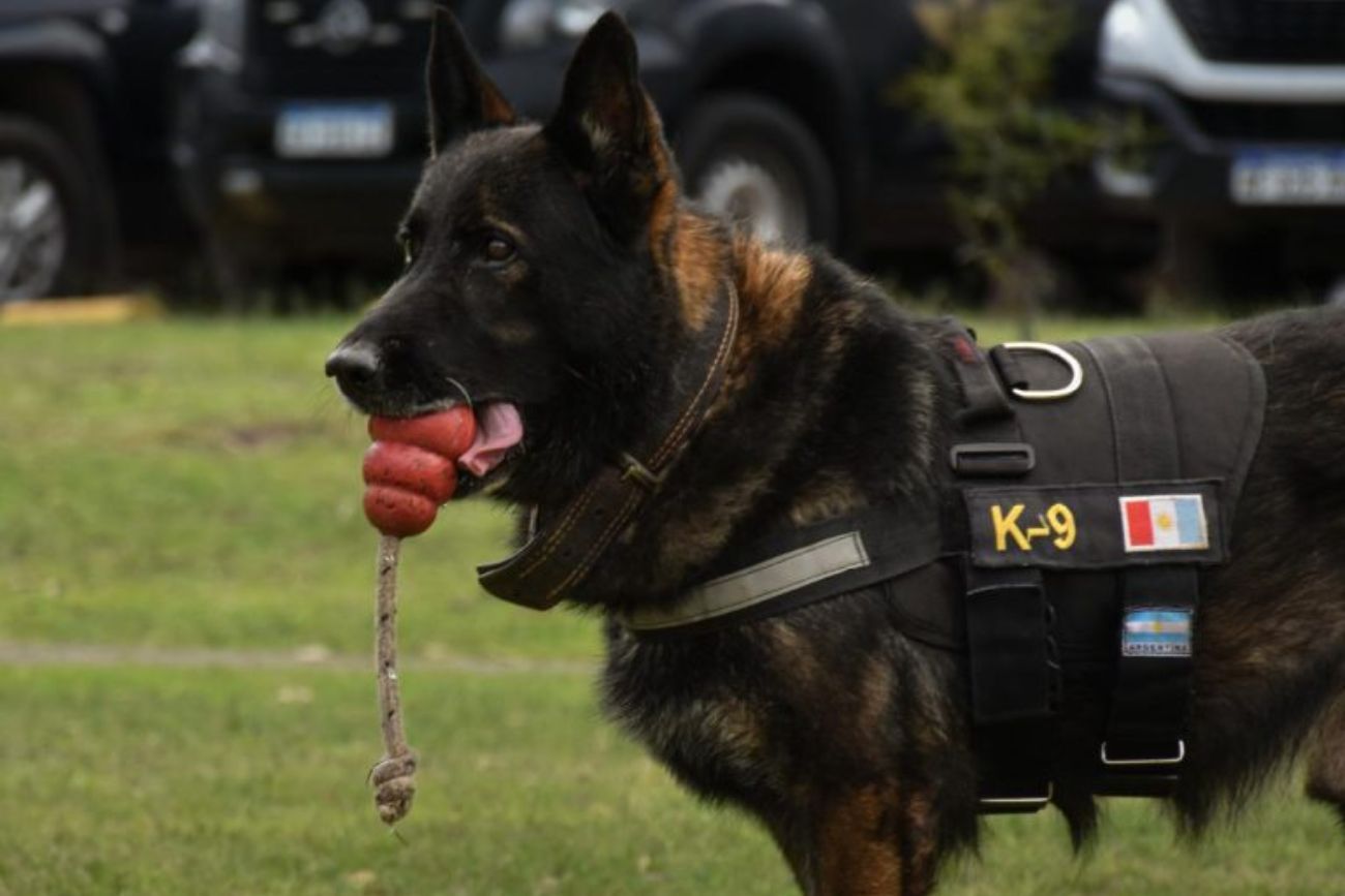 Se retiró Buster: el perro de la FPA que participó en 344 operativos antidrogas con una efectividad del 100%