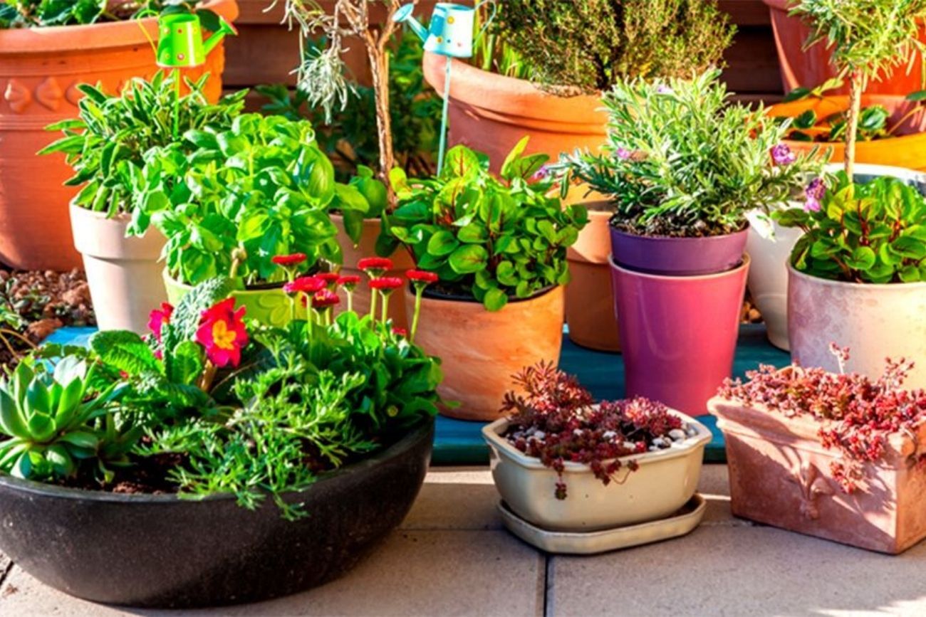 Cómo elegir la maceta ideal y evitar errores que afectan a tus plantas.