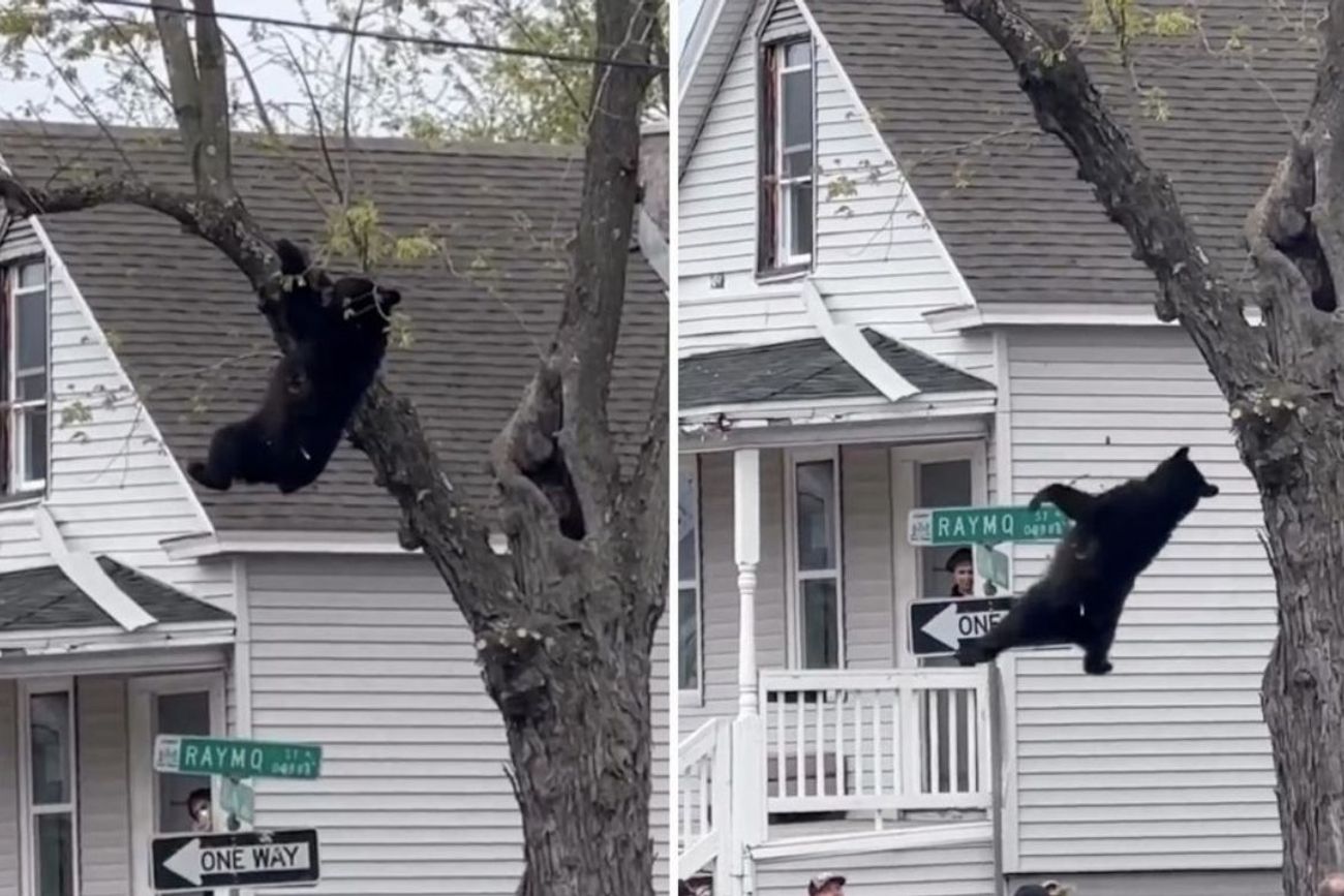 Video: un oso trepado a un árbol alteró a todo un barrio y el rescate fue viral.