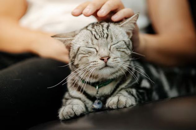 Lenguaje felino: cómo interpretar si tu gato busca cariño o necesita distancia.