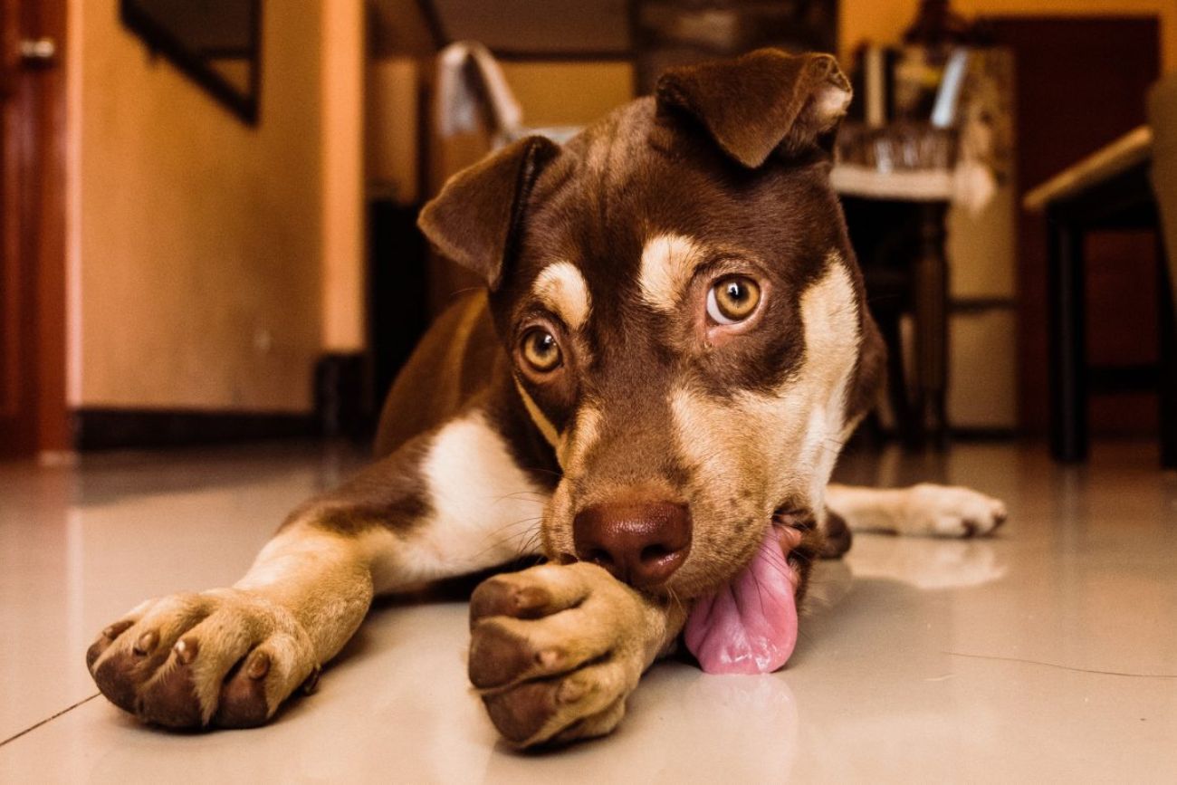 El lamido excesivo en las patas puede ser una señal de alergias, lesiones o estrés en los perros.