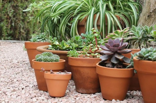 Cómo elegir la maceta ideal y evitar errores que afectan a tus plantas.
