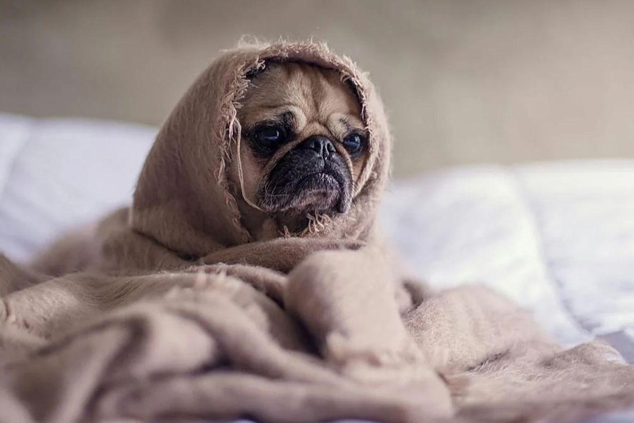 Eugenia Tobal compartió el tratamiento de su perro Romeo y generó interés sobre la nebulización como método para aliviar problemas respiratorios en mascotas.