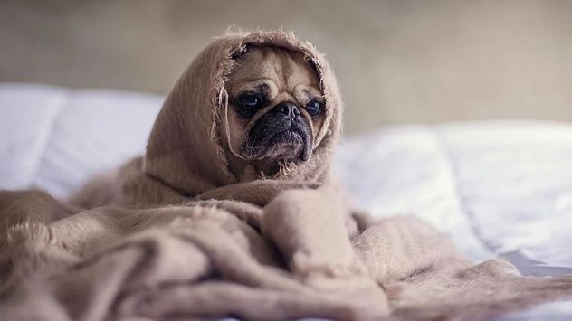 Eugenia Tobal compartió el tratamiento de su perro Romeo y generó interés sobre la nebulización como método para aliviar problemas respiratorios en mascotas.