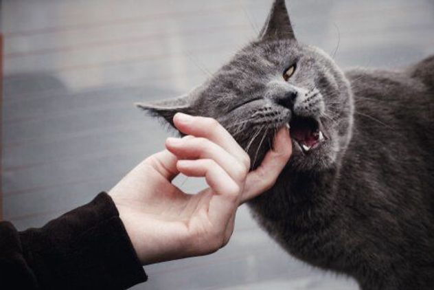 Lenguaje felino: cómo interpretar si tu gato busca cariño o necesita distancia.