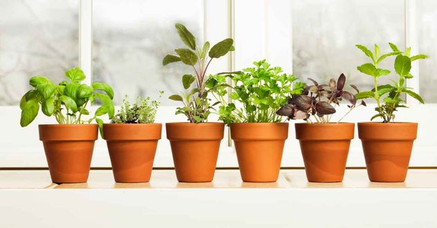 Cómo elegir la maceta ideal y evitar errores que afectan a tus plantas.
