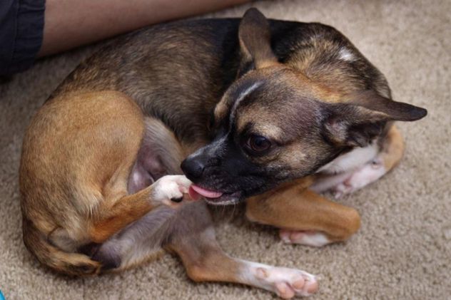 El lamido excesivo en las patas puede ser una señal de alergias, lesiones o estrés en los perros.