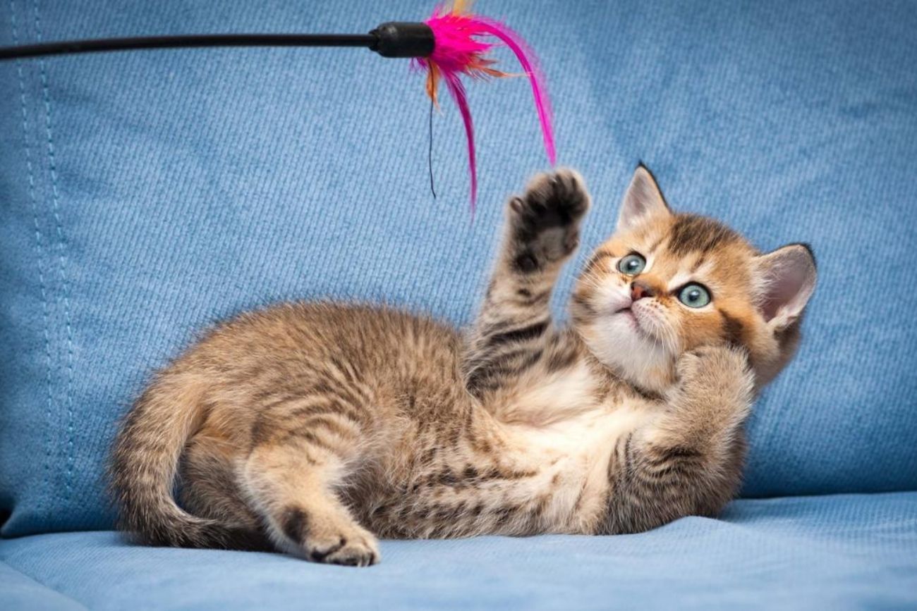Lenguaje felino: cómo interpretar si tu gato busca cariño o necesita distancia