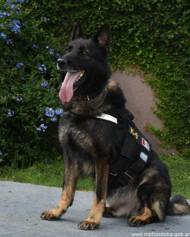 Se retiró Buster: el perro de la FPA que participó en 344 operativos antidrogas con una efectividad del 100%