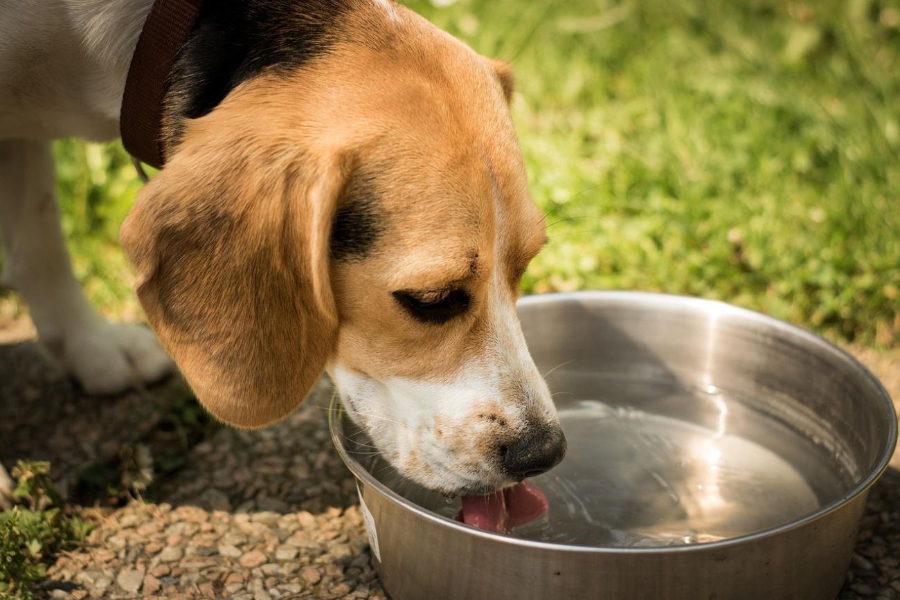 El agua estancada puede acumular bacterias y suciedad, incluso en pocas horas, afectando el bienestar de las mascotas.