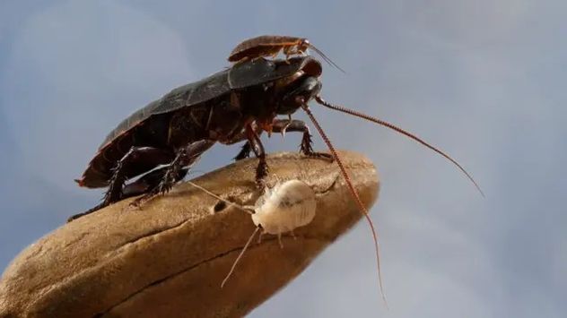 Cómo evitar cucarachas: la fruta que puede convertirse en un foco de plagas.