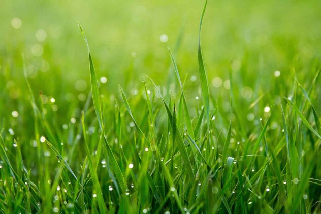 La salud del césped es una prioridad para aquellos que les gusta la apariencia de sus jardines, ya que refleja un entorno saludable.