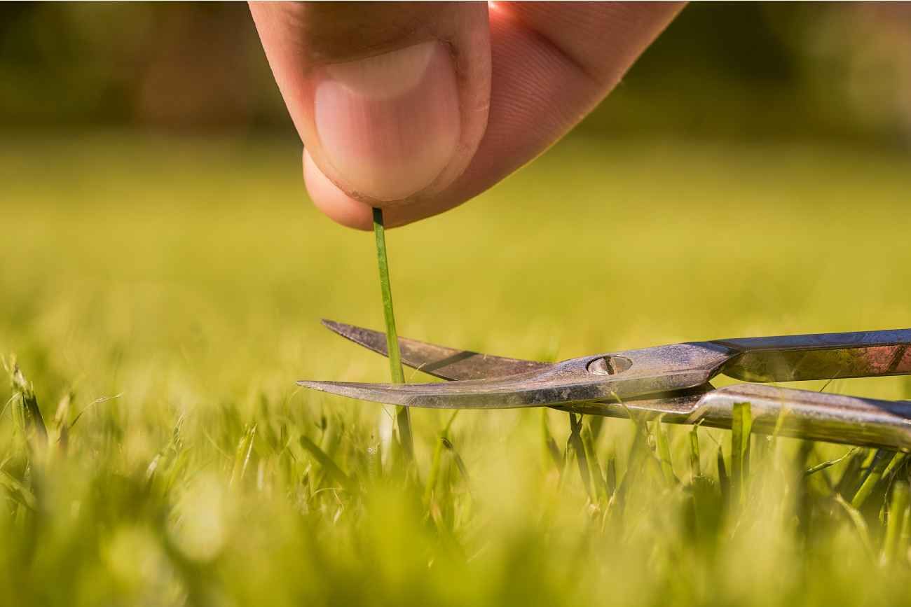 La salud del césped es una prioridad para aquellos que les gusta la apariencia de sus jardines, ya que refleja un entorno saludable.
